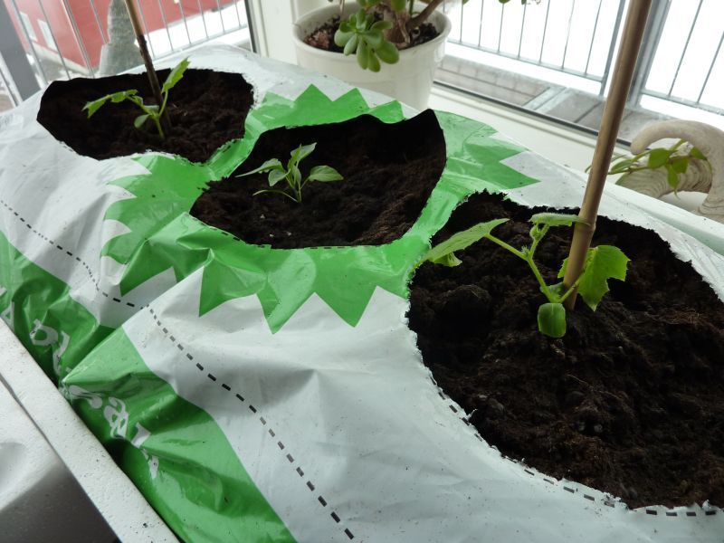 2012-04-01-1013_-_agurkeplante_chiliplante