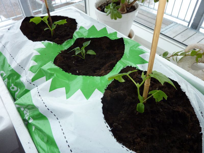 2012-04-03-0854_-_agurkeplante_chiliplante_tomatplante
