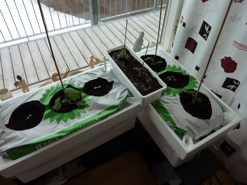 2012-04-03-1914_-_agurkeplante_chiliplante_tomatplante
