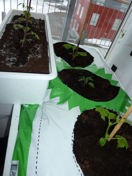 2012-04-03-1914_-_agurkeplante_chiliplante_tomatplante_2