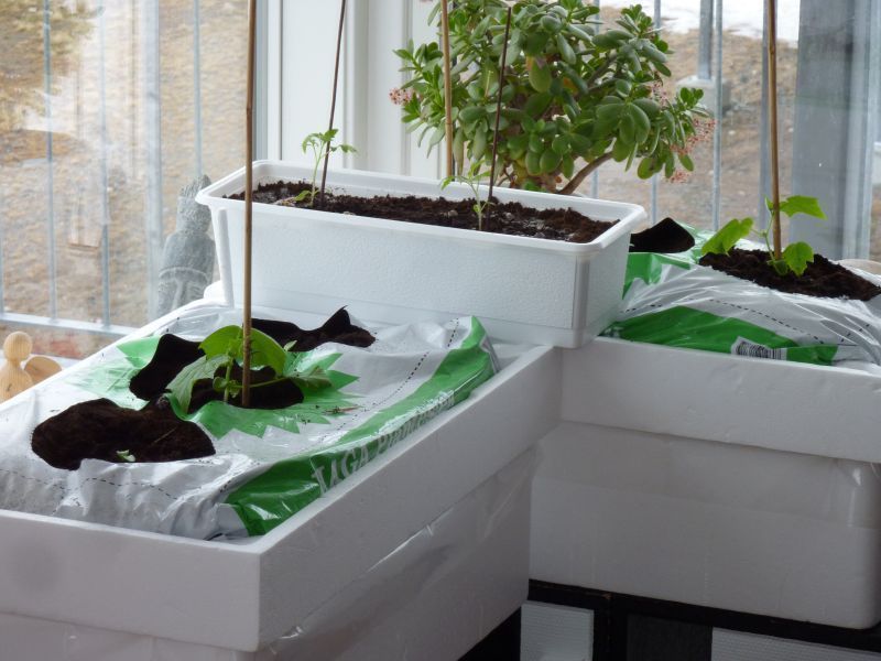 2012-04-04-0840_-_agurkeplante_chiliplante_tomatplante
