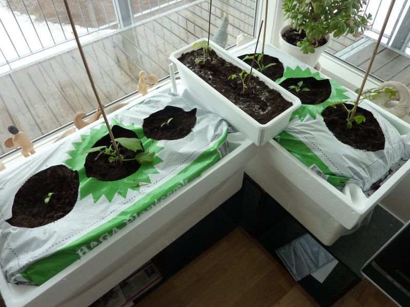 2012-04-05-1049_-_agurkeplante_chiliplante_tomatplante