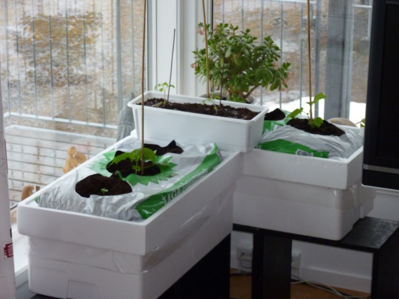 2012-04-05-1049_-_agurkeplante_chiliplante_tomatplante_2