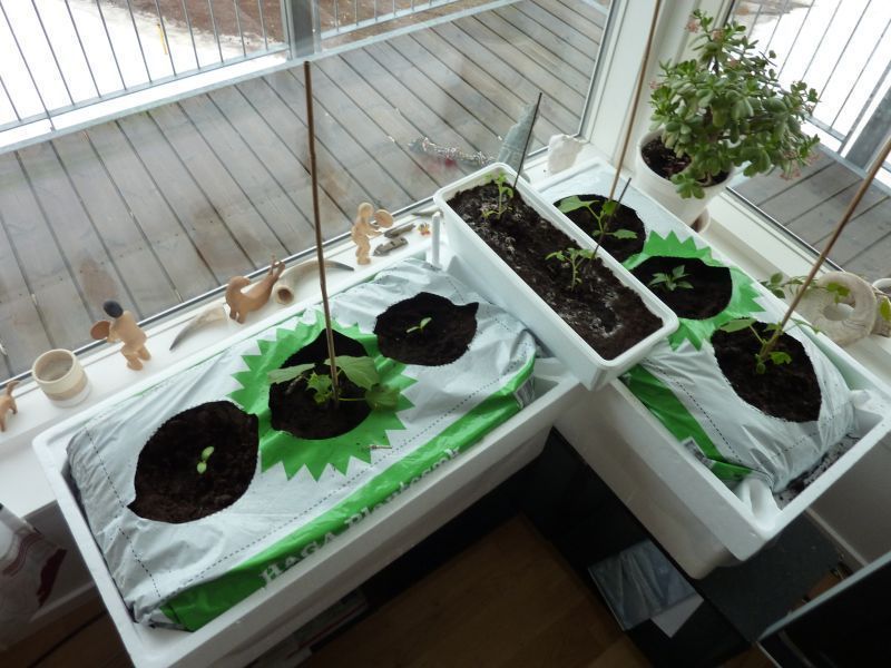 2012-04-06-0752_-_agurkeplante_chiliplante_tomatplante