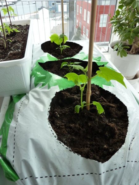 2012-04-06-1620_-_agurkeplante_chiliplante_tomatplante