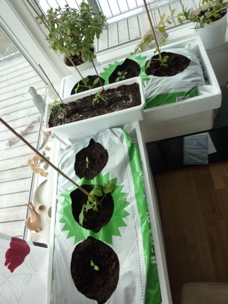 2012-04-06-1620_-_agurkeplante_chiliplante_tomatplante_2