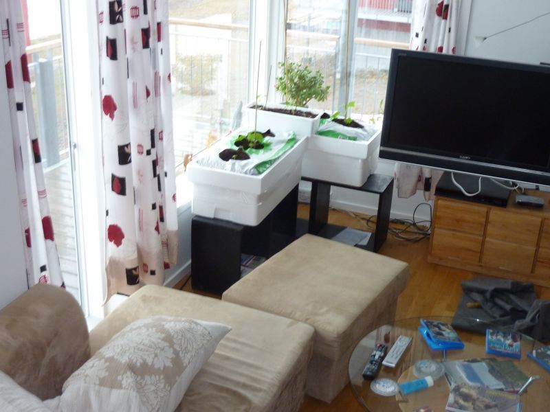 2012-04-07-0923_-_agurkeplante_chiliplante_tomatplante
