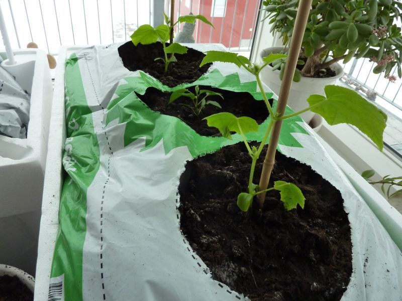 2012-04-09-1117_-_agurkeplante_chiliplante_tomatplante