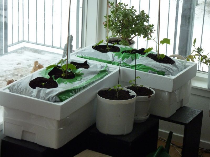 2012-04-09-1117_-_agurkeplante_chiliplante_tomatplante_2