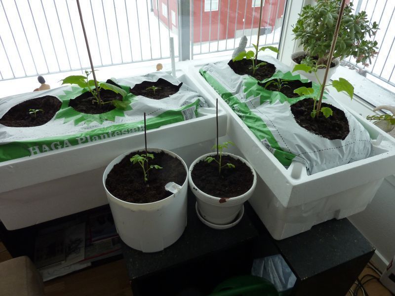 2012-04-10-1030_-_agurkeplante_chiliplante_tomatplante