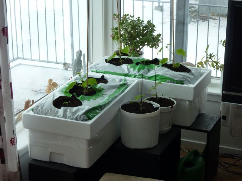 2012-04-11-1340_-_agurkeplante_chiliplante_tomatplante