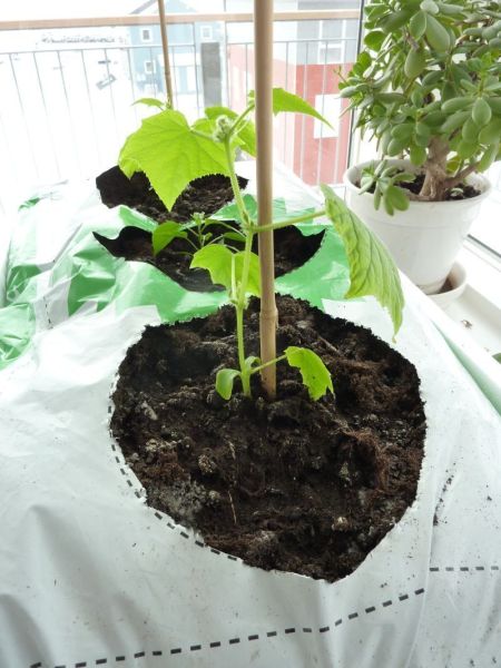 2012-04-11-1341_-_agurkeplante