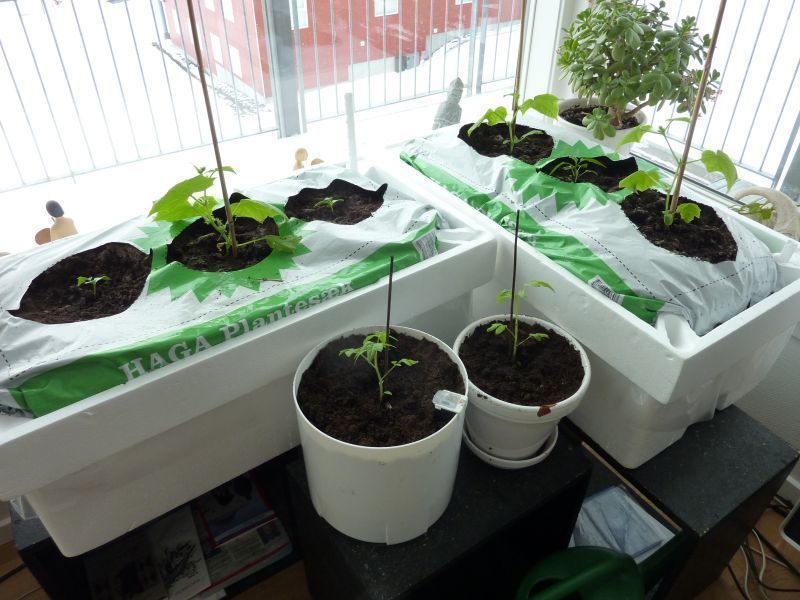 2012-04-11-1341_-_agurkeplante_chiliplante_tomatplante