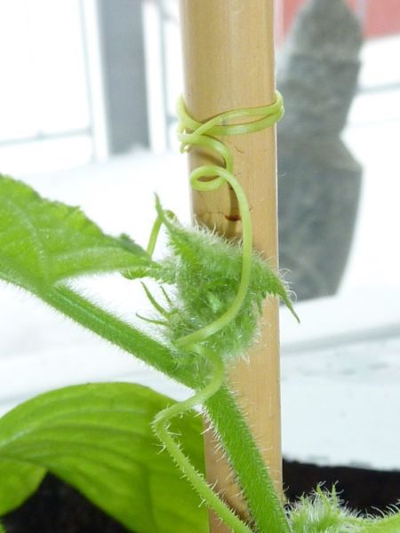 2012-04-11-1659_-_agurkeplante