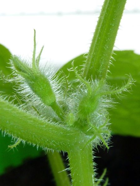 2012-04-11-1659_-_agurkeplante_2