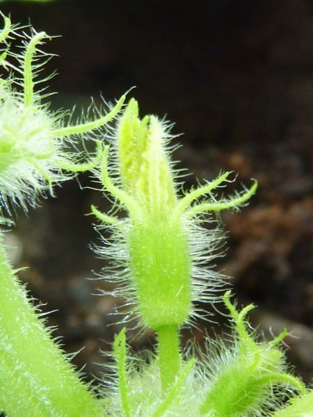 2012-04-11-1659_-_agurkeplante_3
