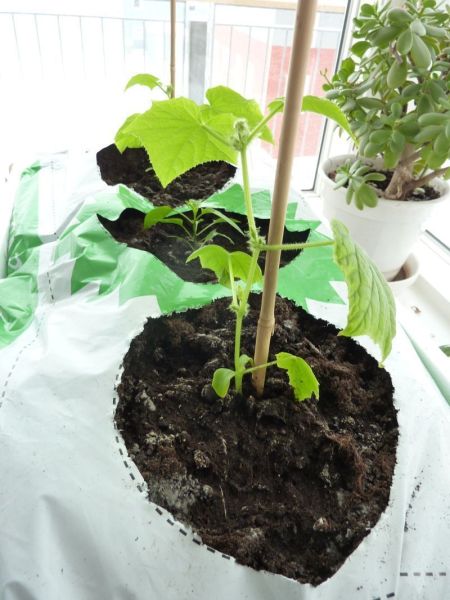 2012-04-12-0941_-_agurkeplante