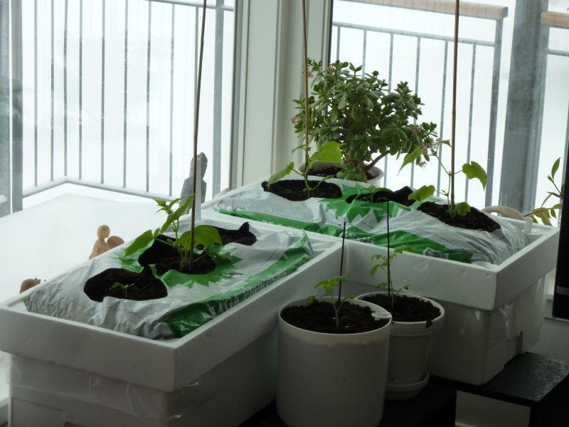 2012-04-12-0941_-_agurkeplante_chiliplante_tomatplante