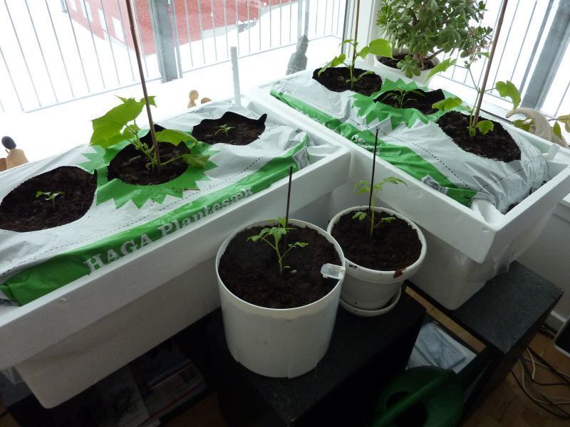 2012-04-12-0941_-_agurkeplante_chiliplante_tomatplante_2
