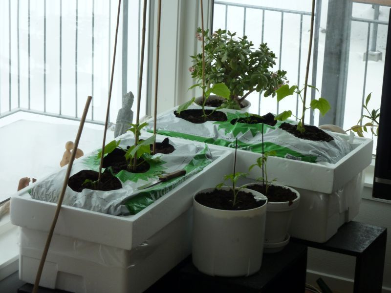 2012-04-13-0930_-_agurkeplante_chiliplante_tomatplante