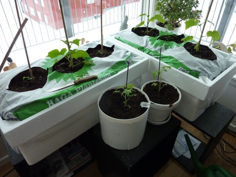 2012-04-13-0930_-_agurkeplante_chiliplante_tomatplante_2