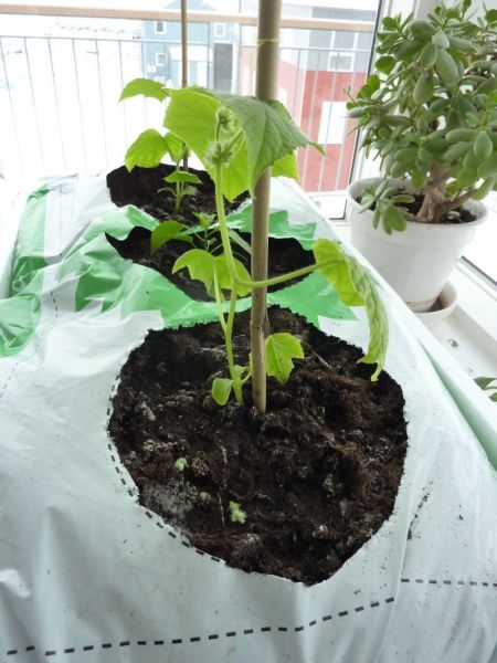 2012-04-13-0930_-_agurkeplante_chiliplante_tomatplante_3