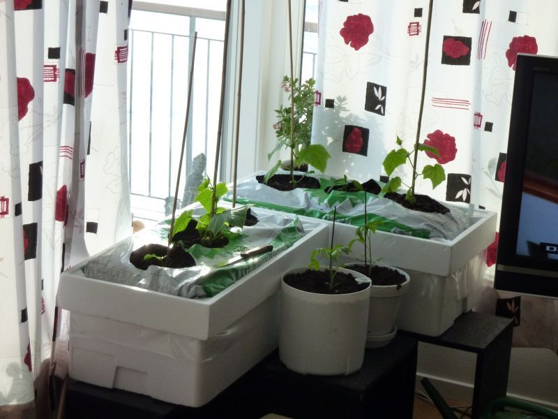 2012-04-14-1903_-_agurkeplante_chiliplante_tomatplante