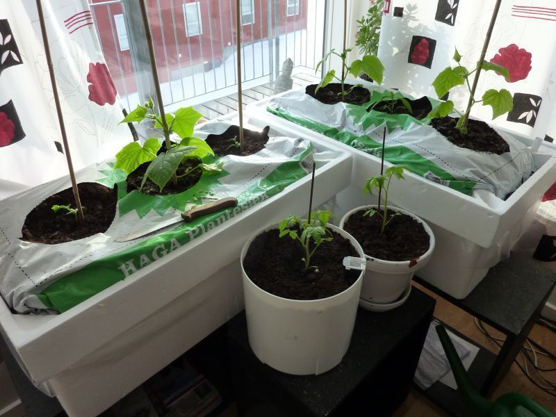 2012-04-14-1903_-_agurkeplante_chiliplante_tomatplante_2