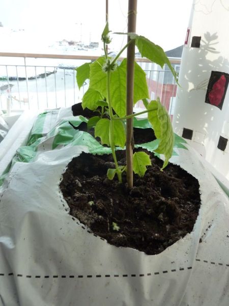 2012-04-14-1904_-_agurkeplante_chiliplante_tomatplante