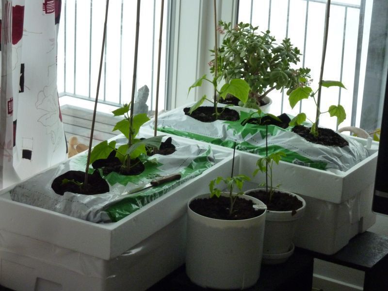 2012-04-15-1121_-_agurkeplante_chiliplante_tomatplante