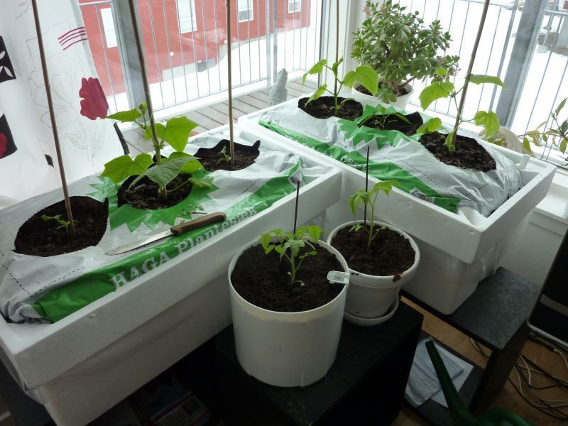 2012-04-15-1121_-_agurkeplante_chiliplante_tomatplante_2