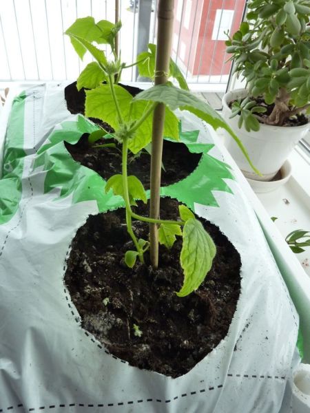 2012-04-15-1122_-_agurkeplante_chiliplante_tomatplante