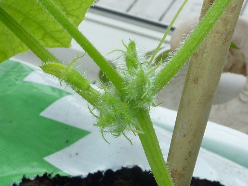 2012-04-15-1122_-_agurkeplante_chiliplante_tomatplante_2