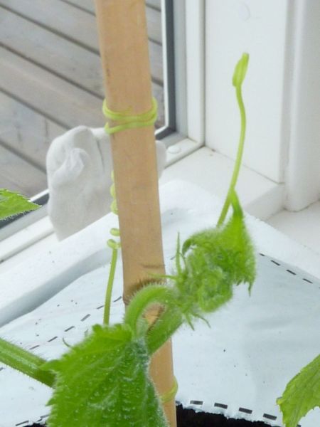 2012-04-15-1122_-_agurkeplante_chiliplante_tomatplante_3