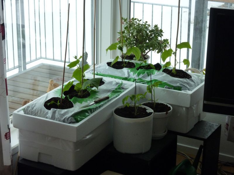 2012-04-16-1454_-_agurkeplante_chiliplante_tomatplante