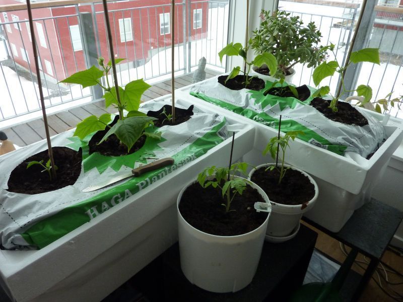 2012-04-16-1454_-_agurkeplante_chiliplante_tomatplante_2