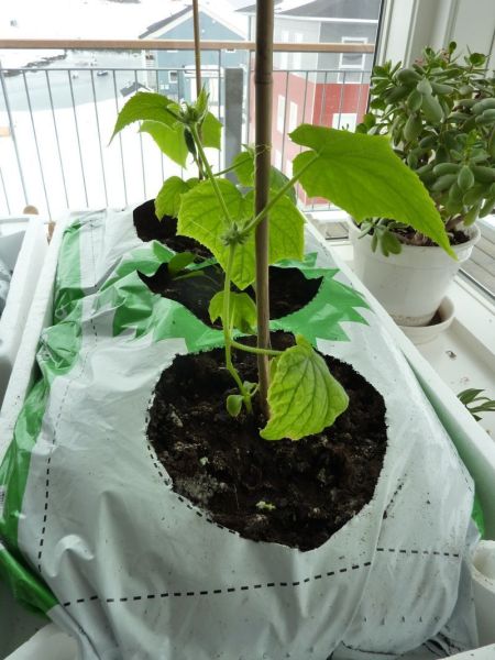 2012-04-16-1454_-_agurkeplante_chiliplante_tomatplante_3