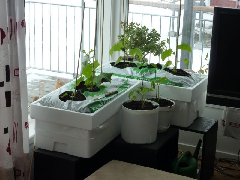 2012-04-17-1241_-_agurkeplante_chiliplante_tomatplante