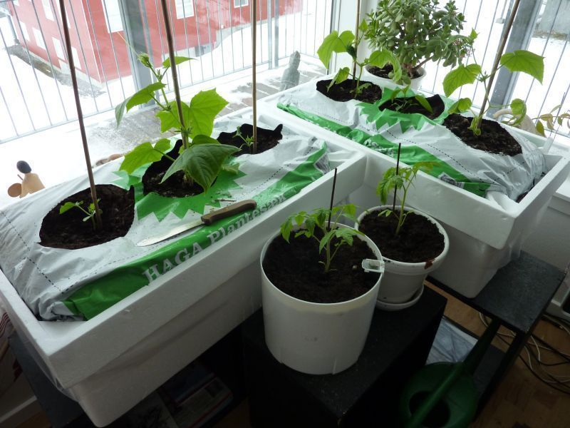 2012-04-17-1241_-_agurkeplante_chiliplante_tomatplante_2