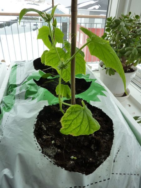 2012-04-17-1241_-_agurkeplante_chiliplante_tomatplante_3