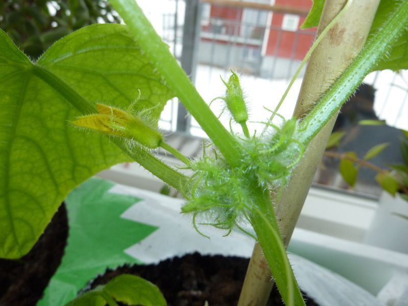 2012-04-17-1242_-_agurkeplante_chiliplante_tomatplante