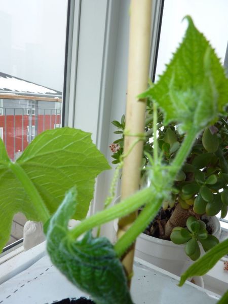 2012-04-17-1242_-_agurkeplante_chiliplante_tomatplante_2