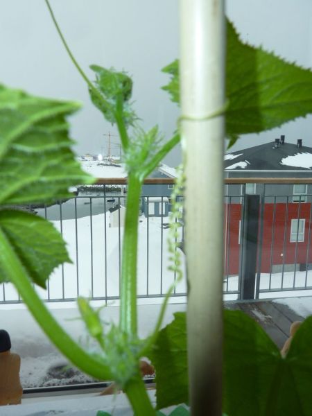 2012-04-17-1242_-_agurkeplante_chiliplante_tomatplante_3
