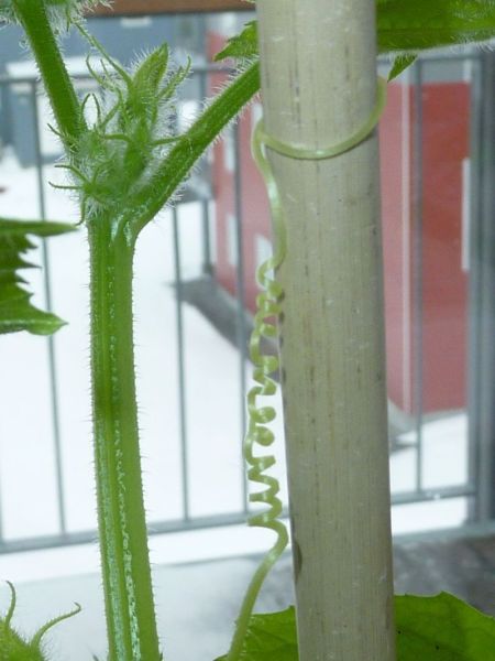 2012-04-17-1242_-_agurkeplante_chiliplante_tomatplante_4
