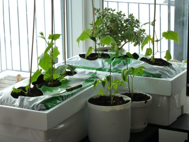 2012-04-18-1725_-_agurkeplante_chiliplante_tomatplante
