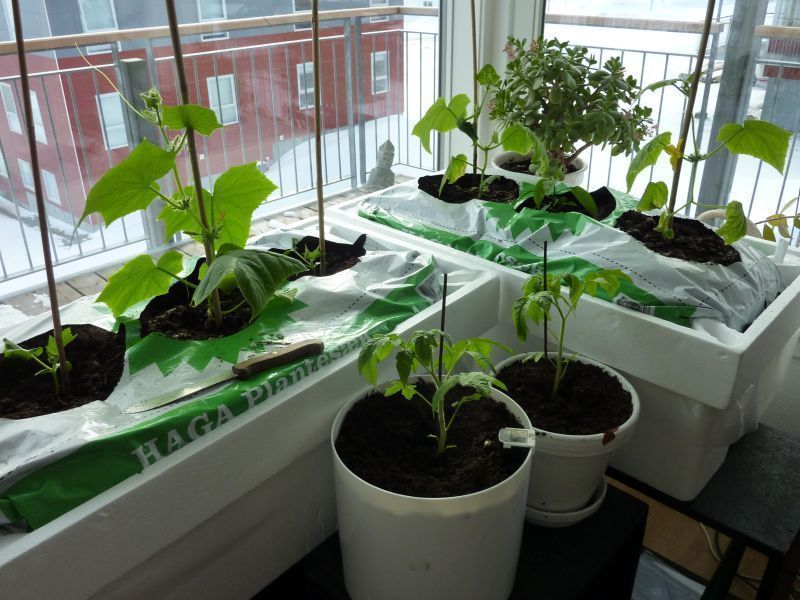 2012-04-18-1725_-_agurkeplante_chiliplante_tomatplante_2