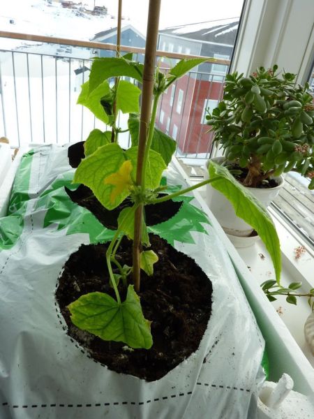 2012-04-18-1726_-_agurkeplante_chiliplante_tomatplante