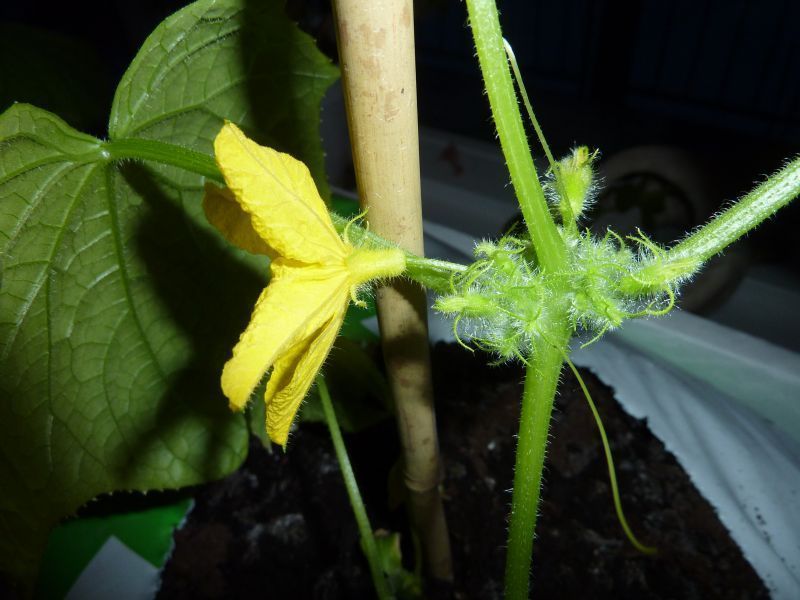 2012-04-18-2150_-_agurkeplante