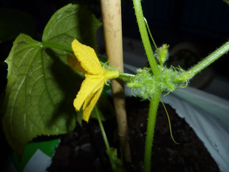 2012-04-18-2150_-_agurkeplante_2