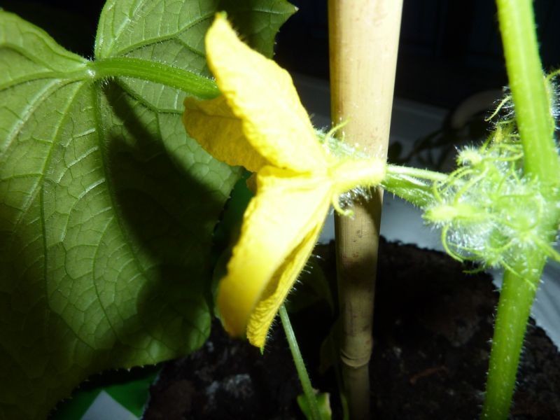 2012-04-18-2150_-_agurkeplante_3